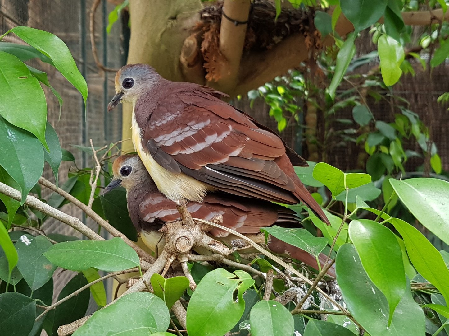 Cinnamon ground-doves
