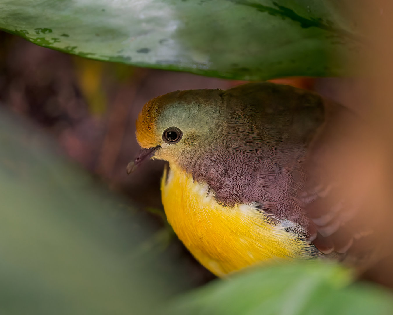 Cinnamon Ground Pigeon / Chester Zoo / 9-9-22