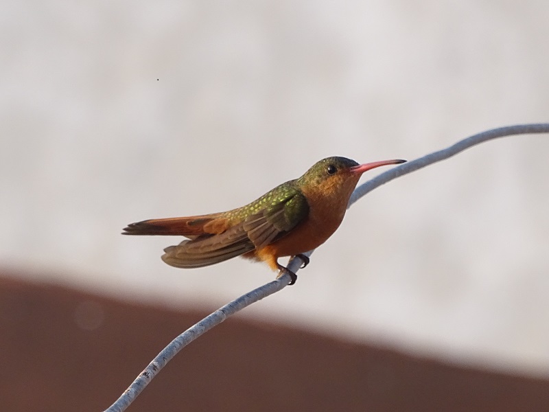 Cinnamon hummingbird (Amazilia rutila)