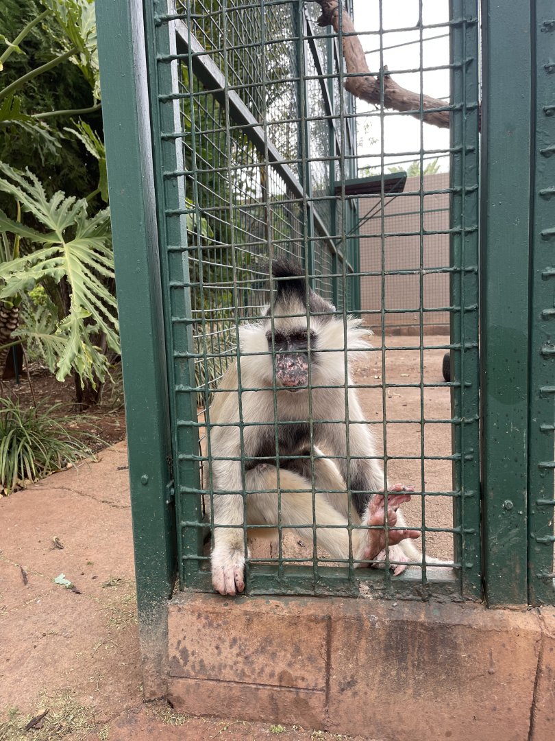 Cinnamon Mangabey