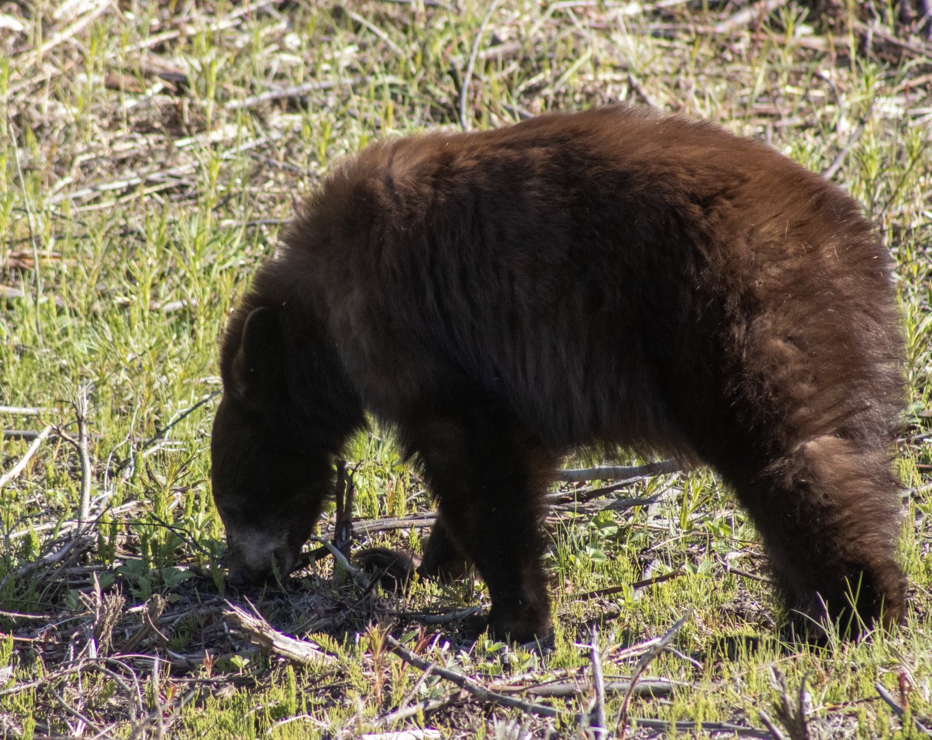 Cinnamon Phase Black Bear - Yukon