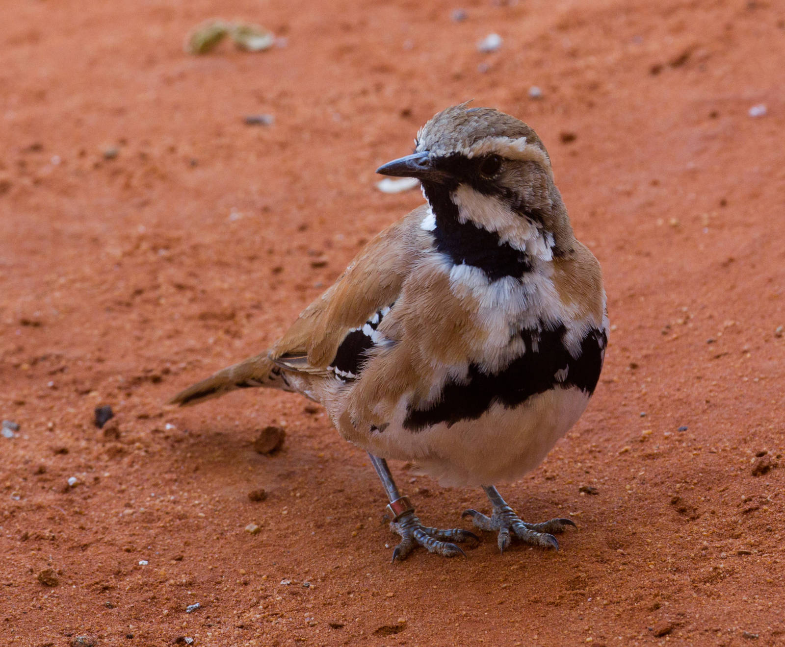 Cinnamon Quail-thrush
