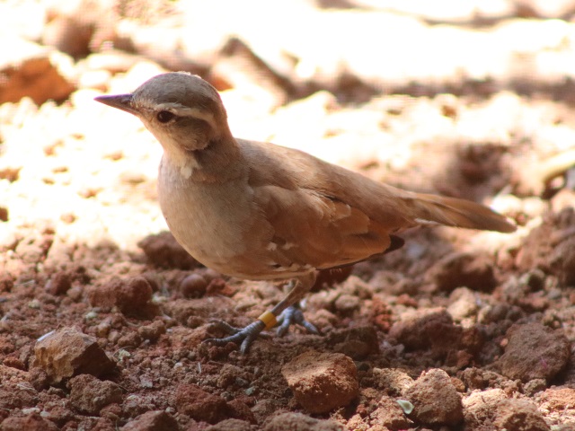 Cinnamon Quail-thrush