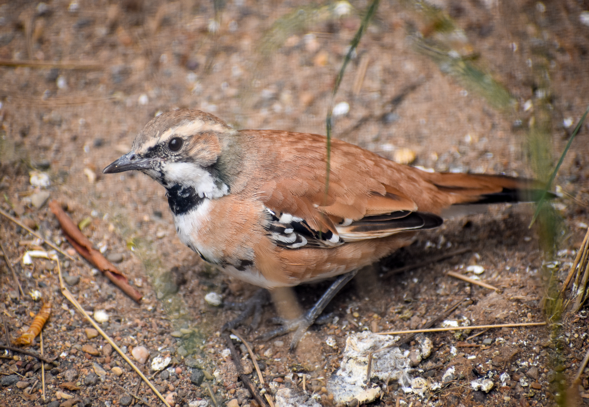 Cinnamon Quail-thrush