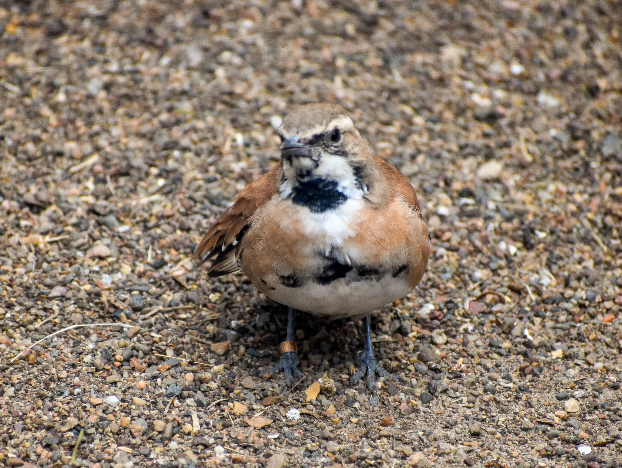 Cinnamon Quail-thrush