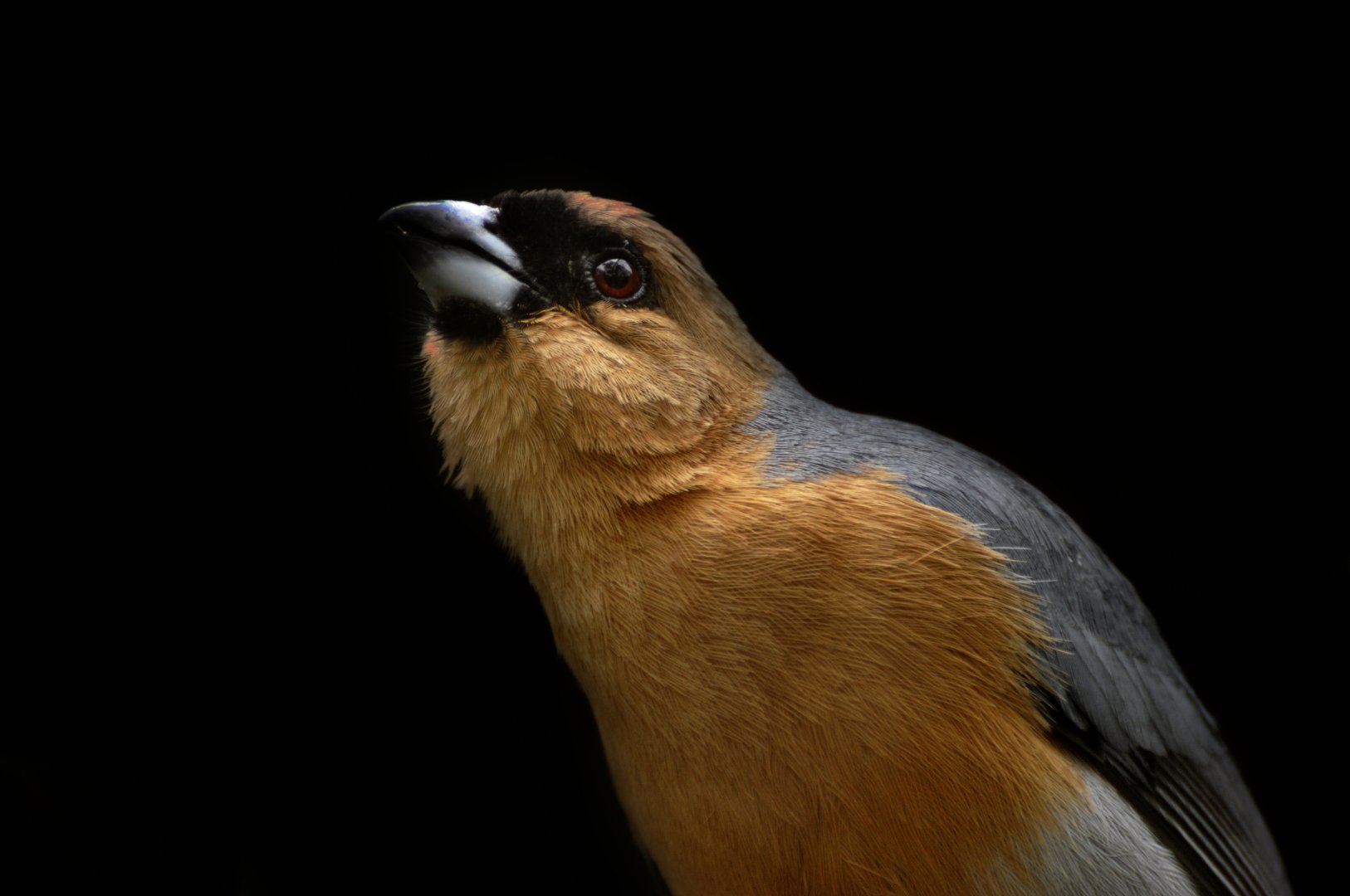 Cinnamon Tanager (Schistochlamys ruficapillus)