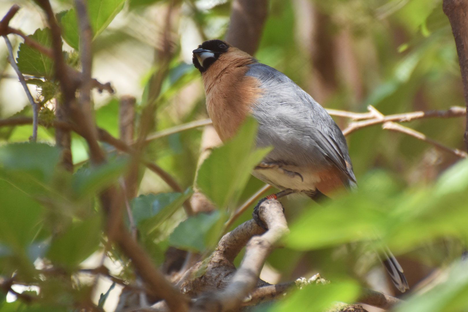 Cinnamon Tanager (Schistochlamys ruficapillus)