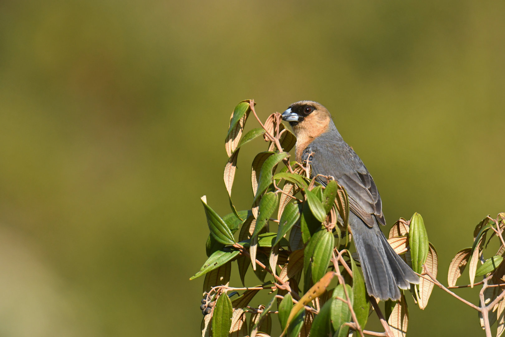 Cinnamon Tanager Schistochlamys ruficapillus