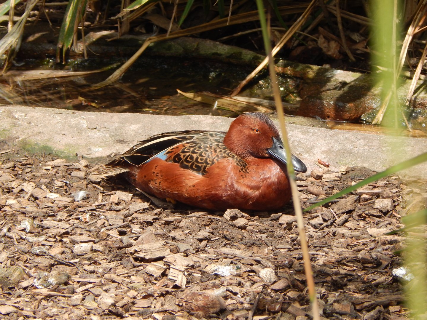 Cinnamon teal 060625