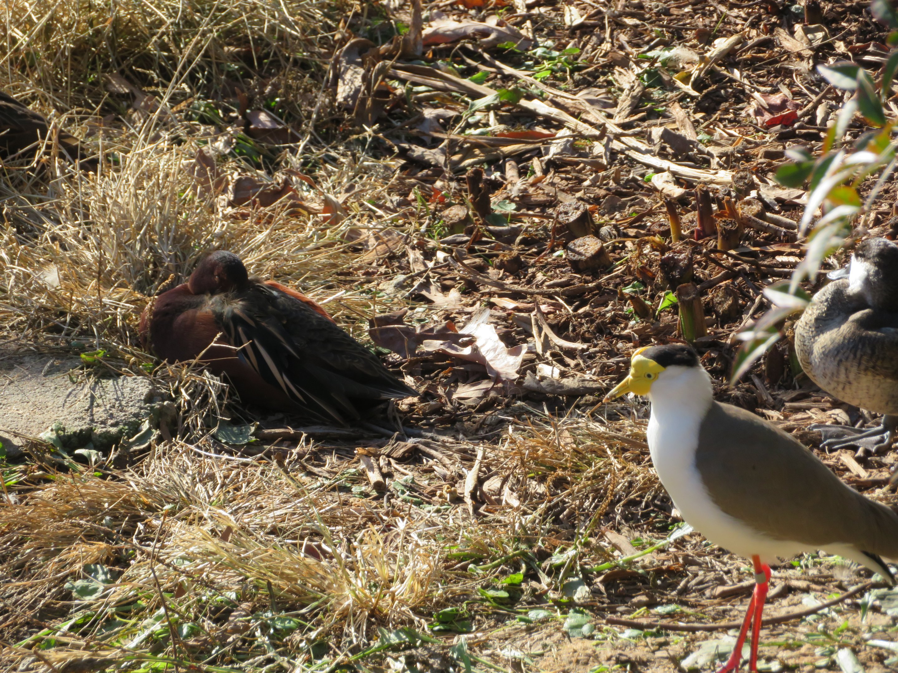 Cinnamon Teal and Masked Lapwing