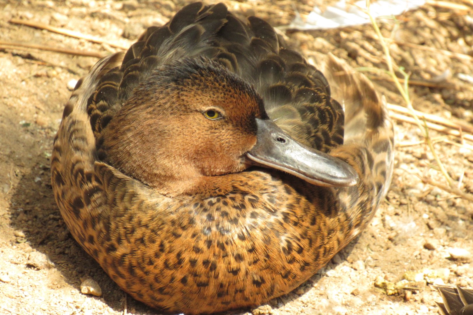 Cinnamon Teal at Omaha Zoo in the Desert Dome 2019