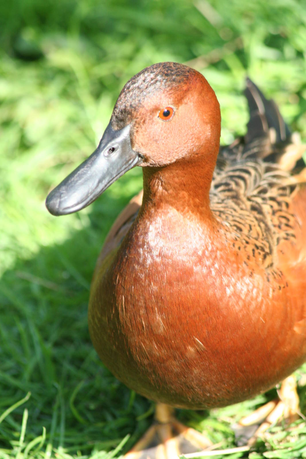Cinnamon teal    Castle Espie 08