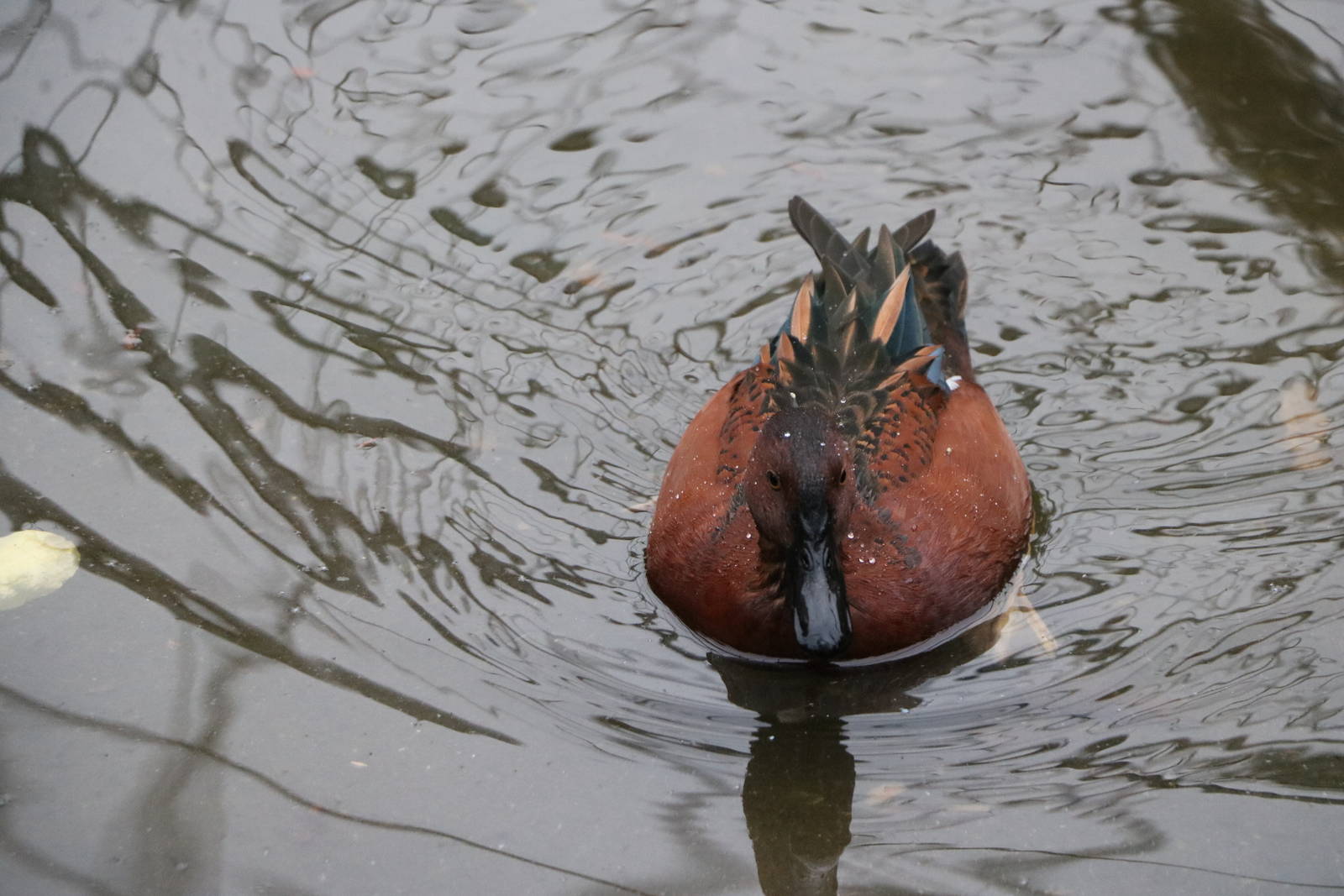 Cinnamon teal, November 2015
