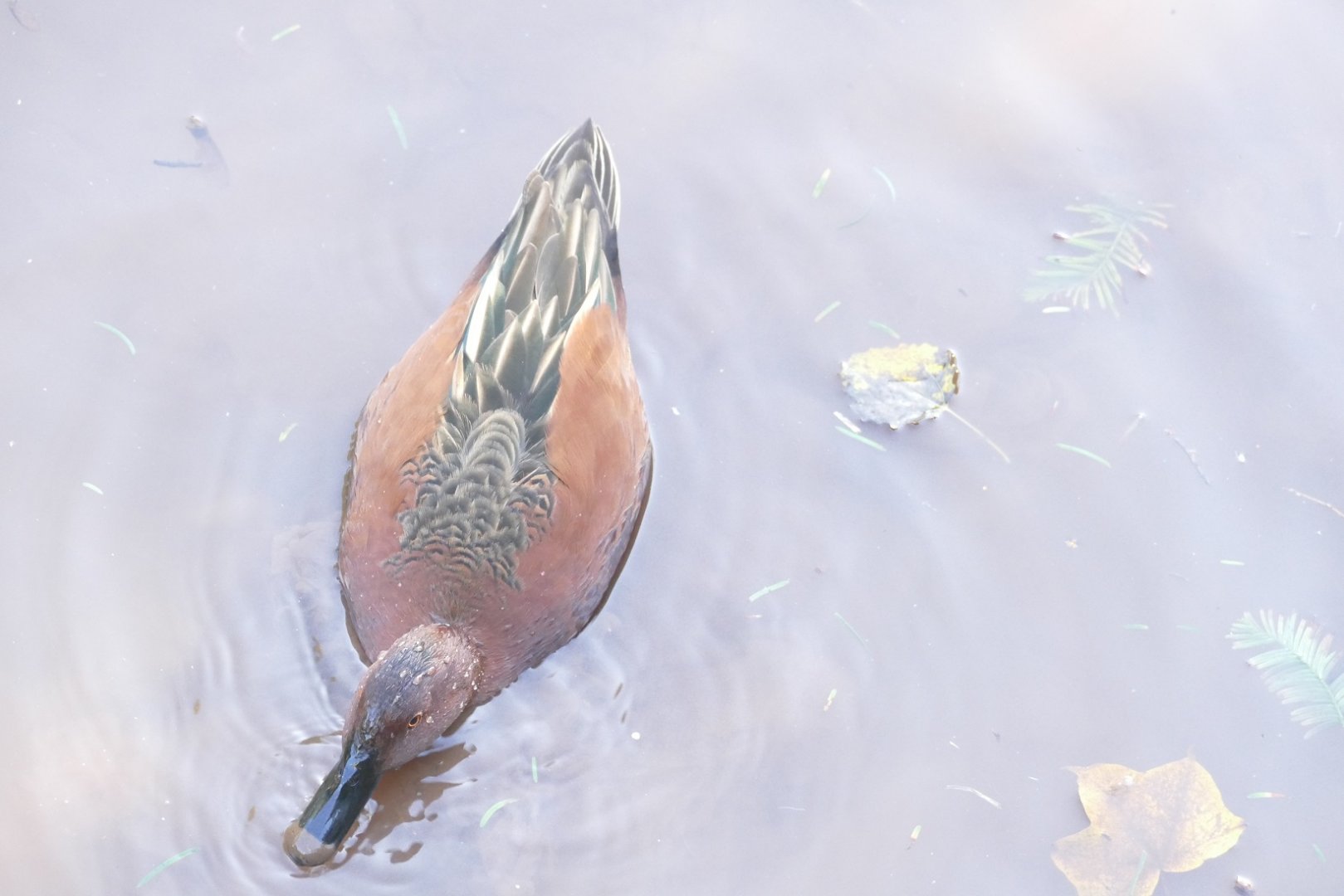 Cinnamon Teal, October 2021