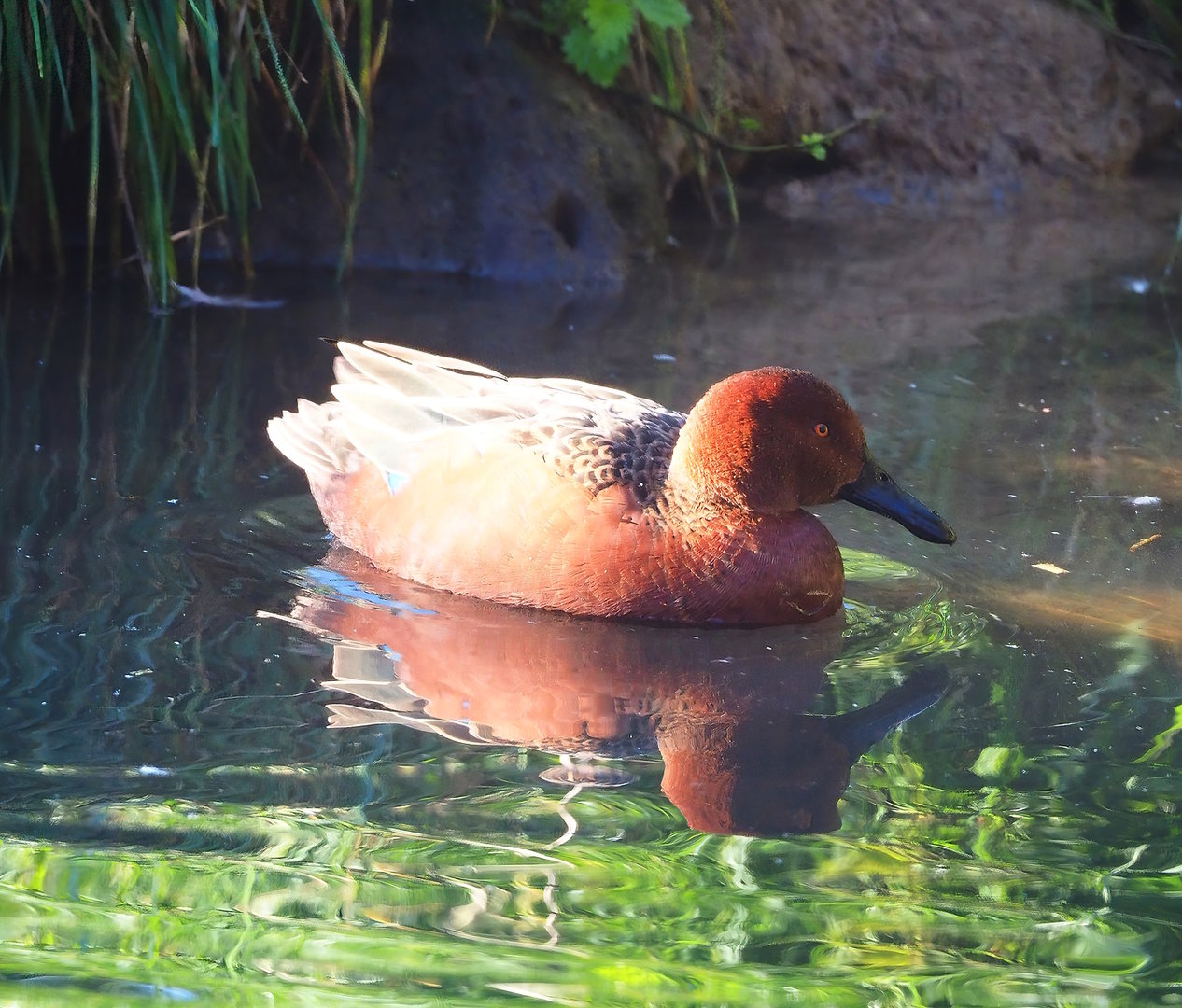 Cinnamon teal (Spatula cyanoptera), 2022-10-09