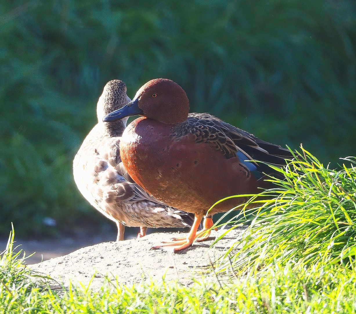 Cinnamon teal (Spatula cyanoptera), 2022-10-09