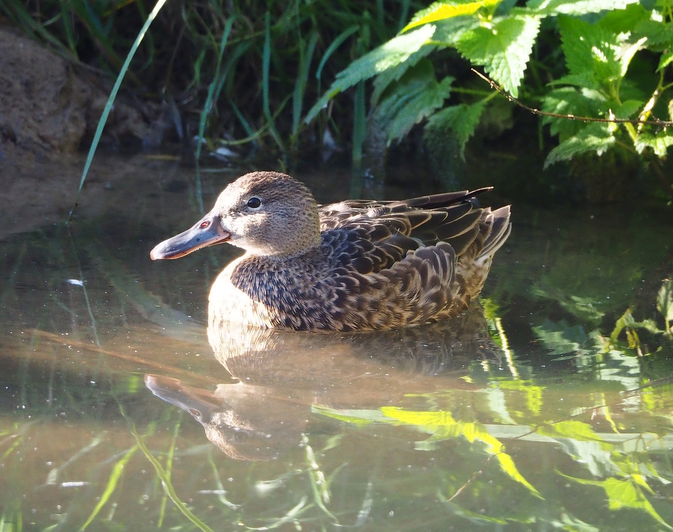 Cinnamon teal (Spatula cyanoptera), 2022-10-09