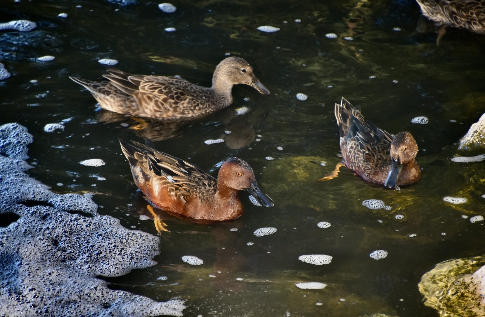Cinnamon Teal (Spatula cyanoptera) group