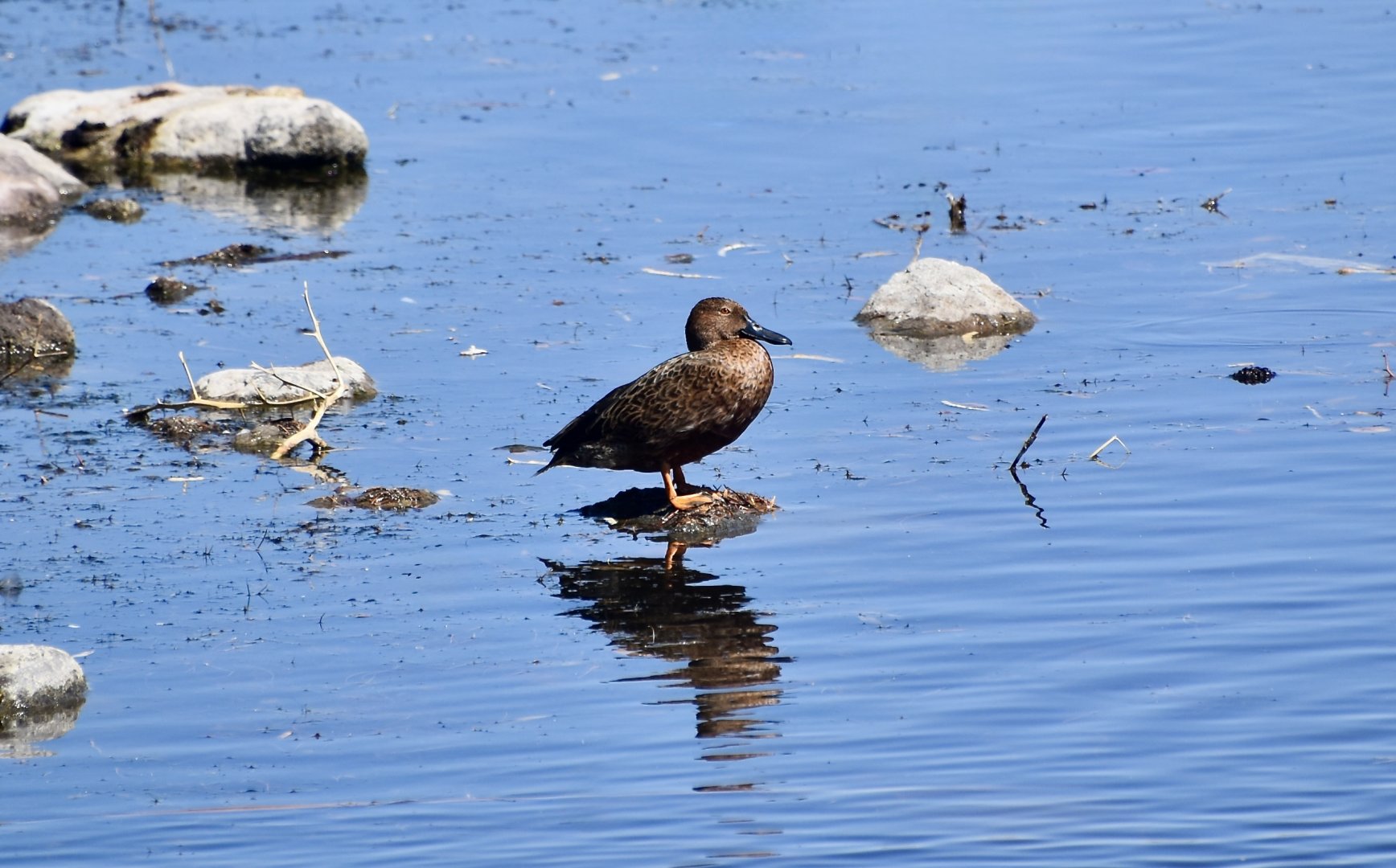Cinnamon Teal (Spatula cyanoptera) male in eclipse plumage
