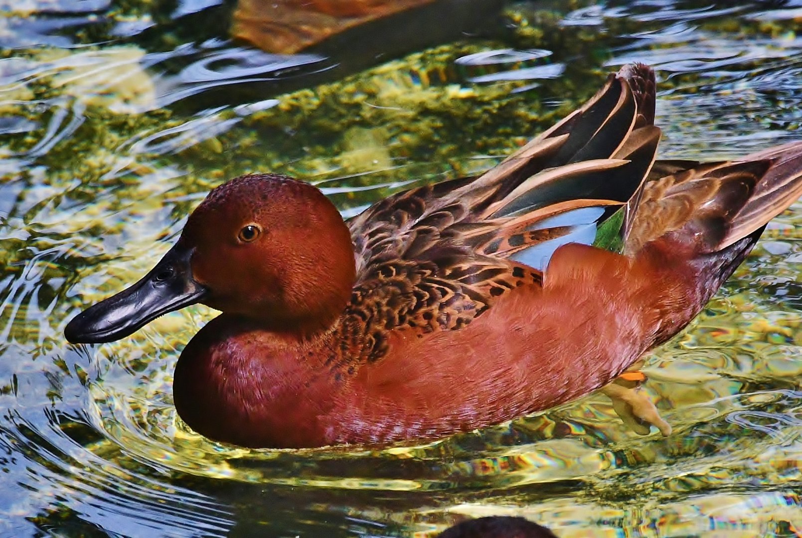 Cinnamon Teal (Spatula cyanoptera)