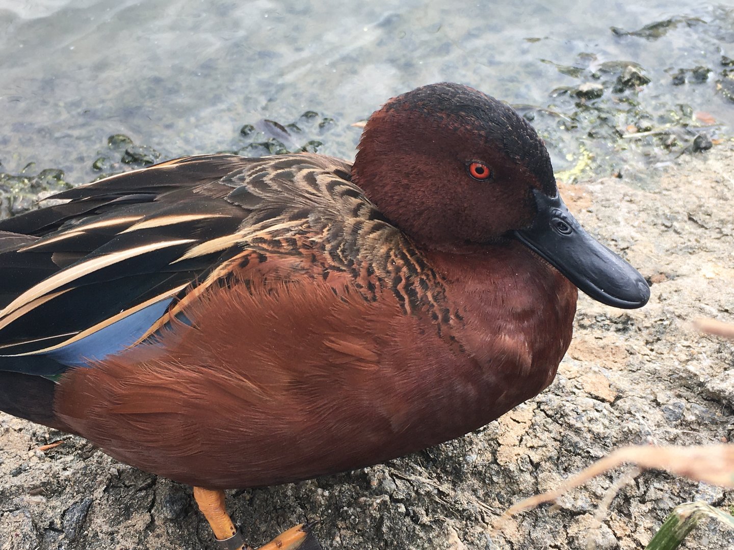 Cinnamon Teal (Spatula cyanoptera)