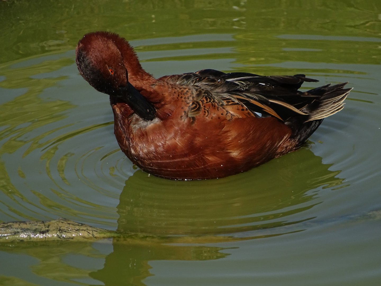 Cinnamon teal (Spatula cyanoptera)