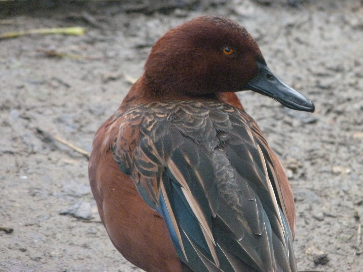 Cinnamon teal -Zoo de Santillana del Mar (2024)