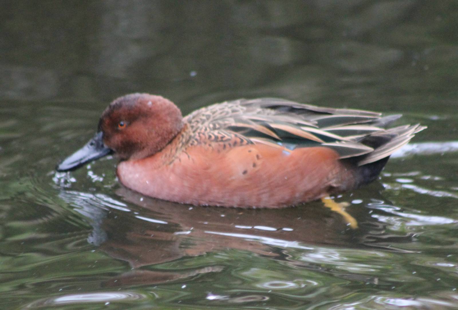Cinnamon teal