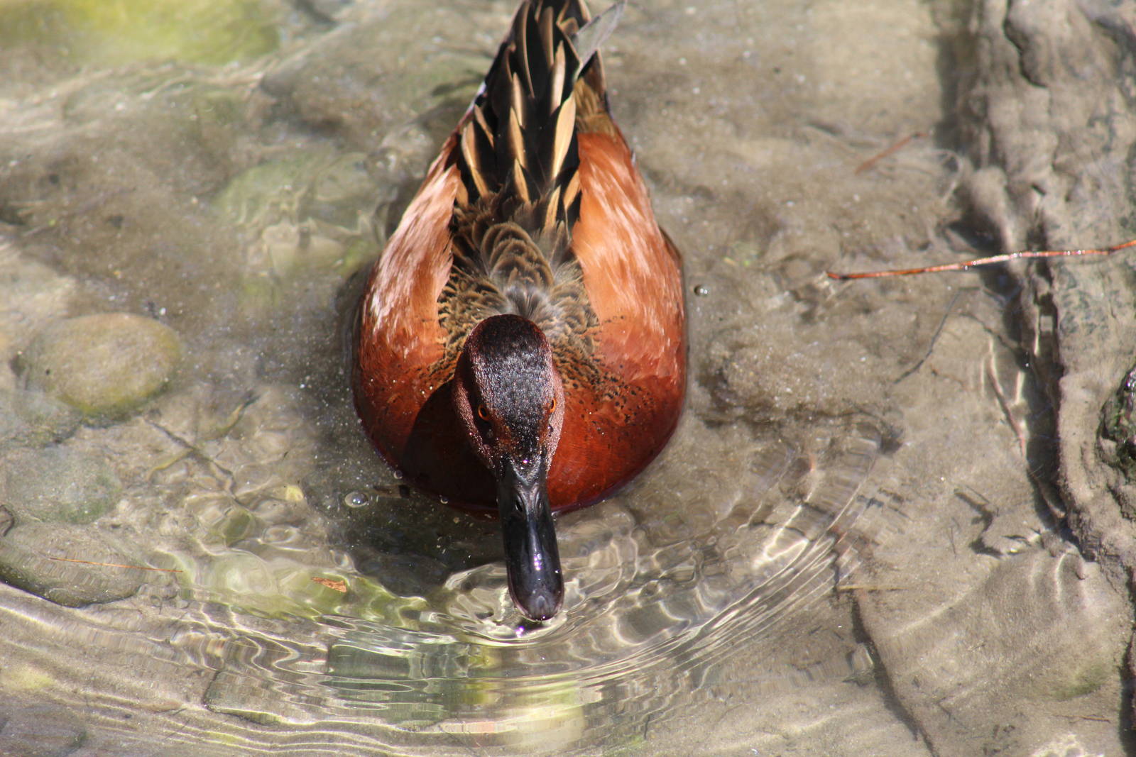 Cinnamon Teal