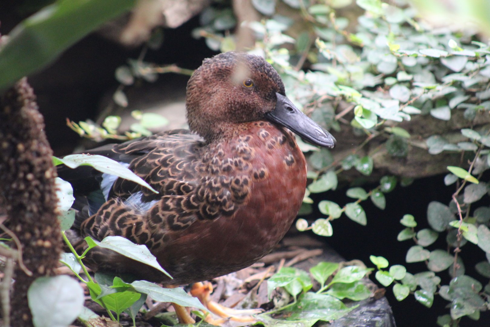 Cinnamon Teal?