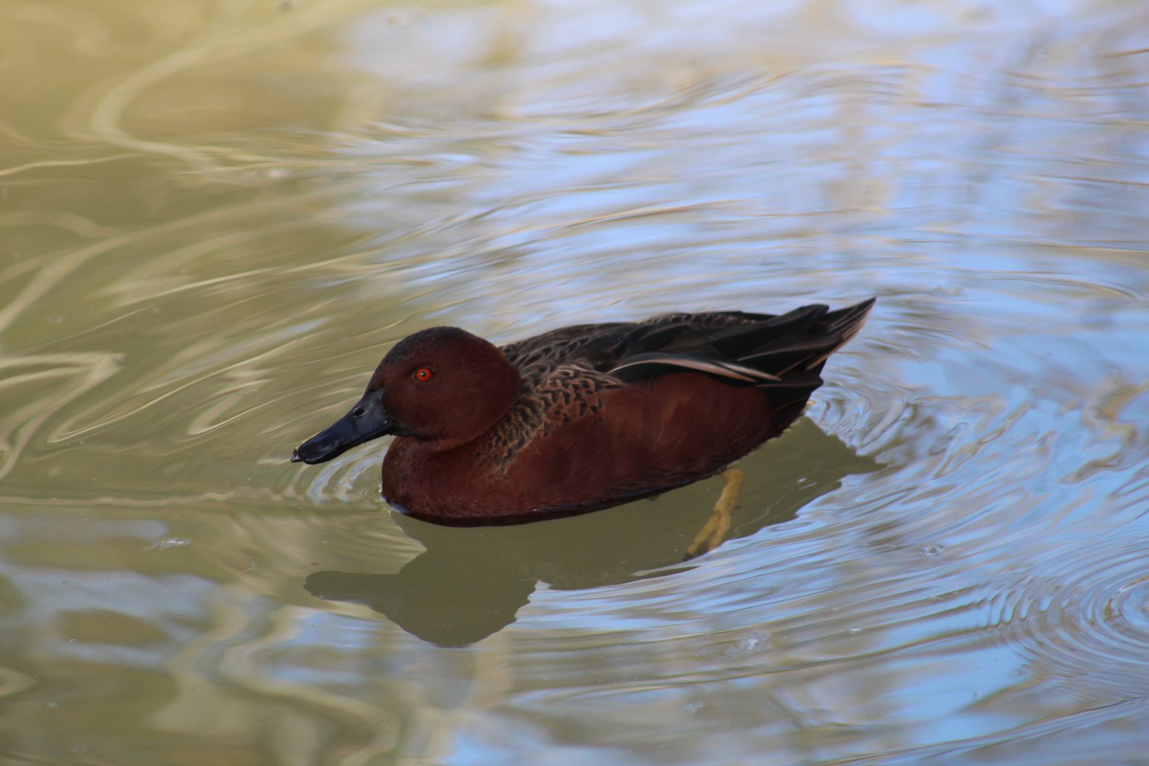 Cinnamon Teal