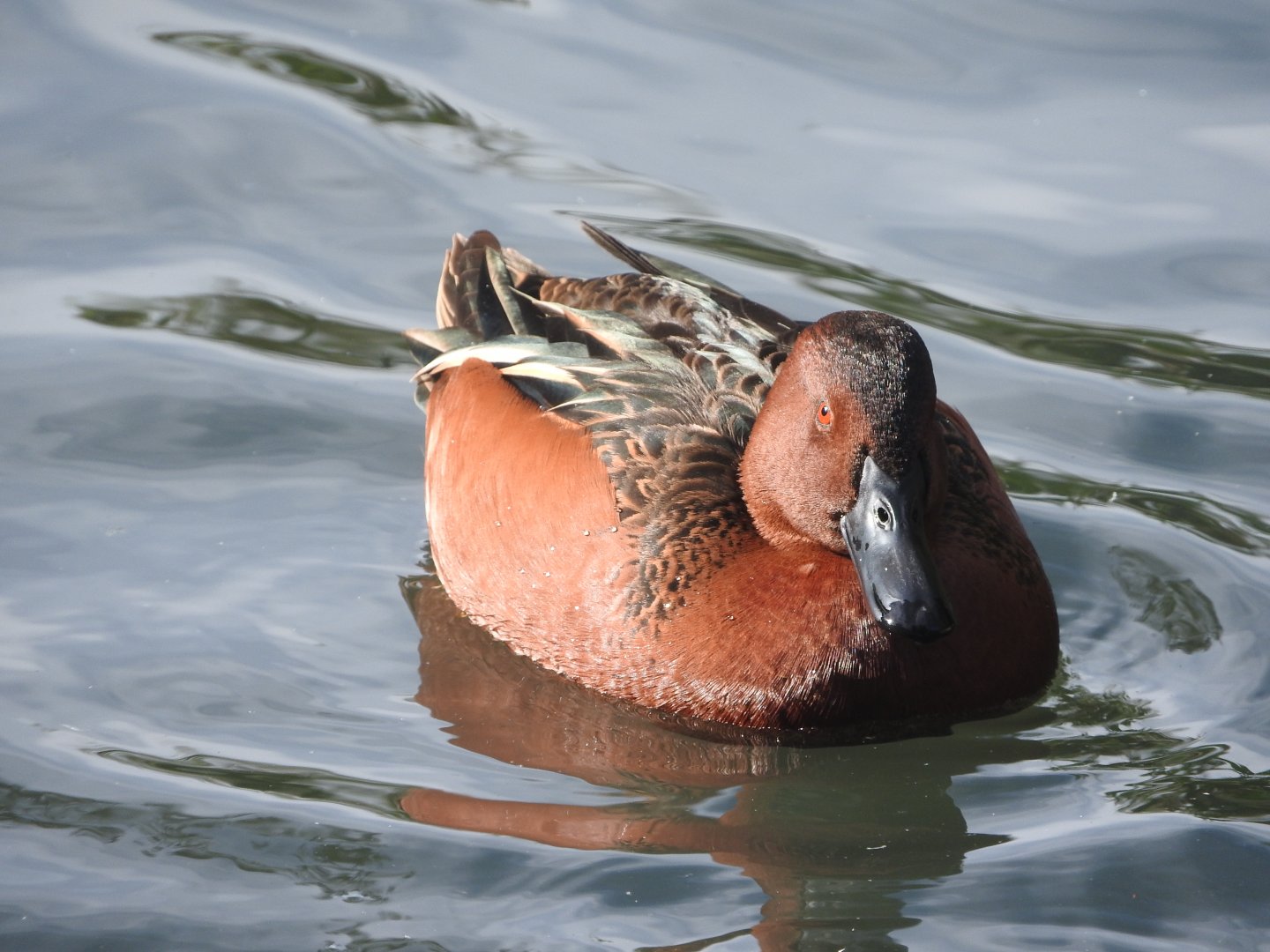 Cinnamon Teal