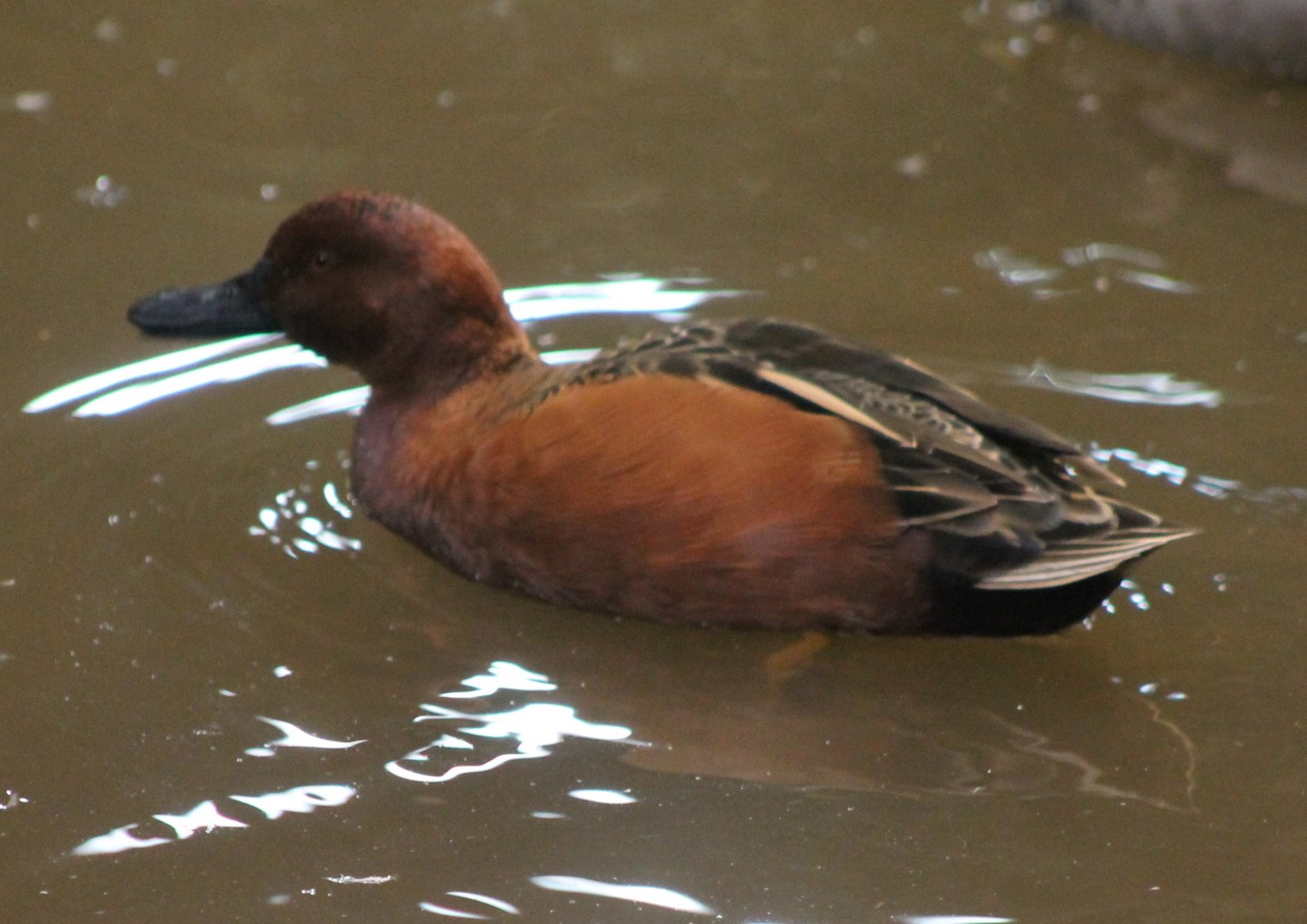 Cinnamon teal