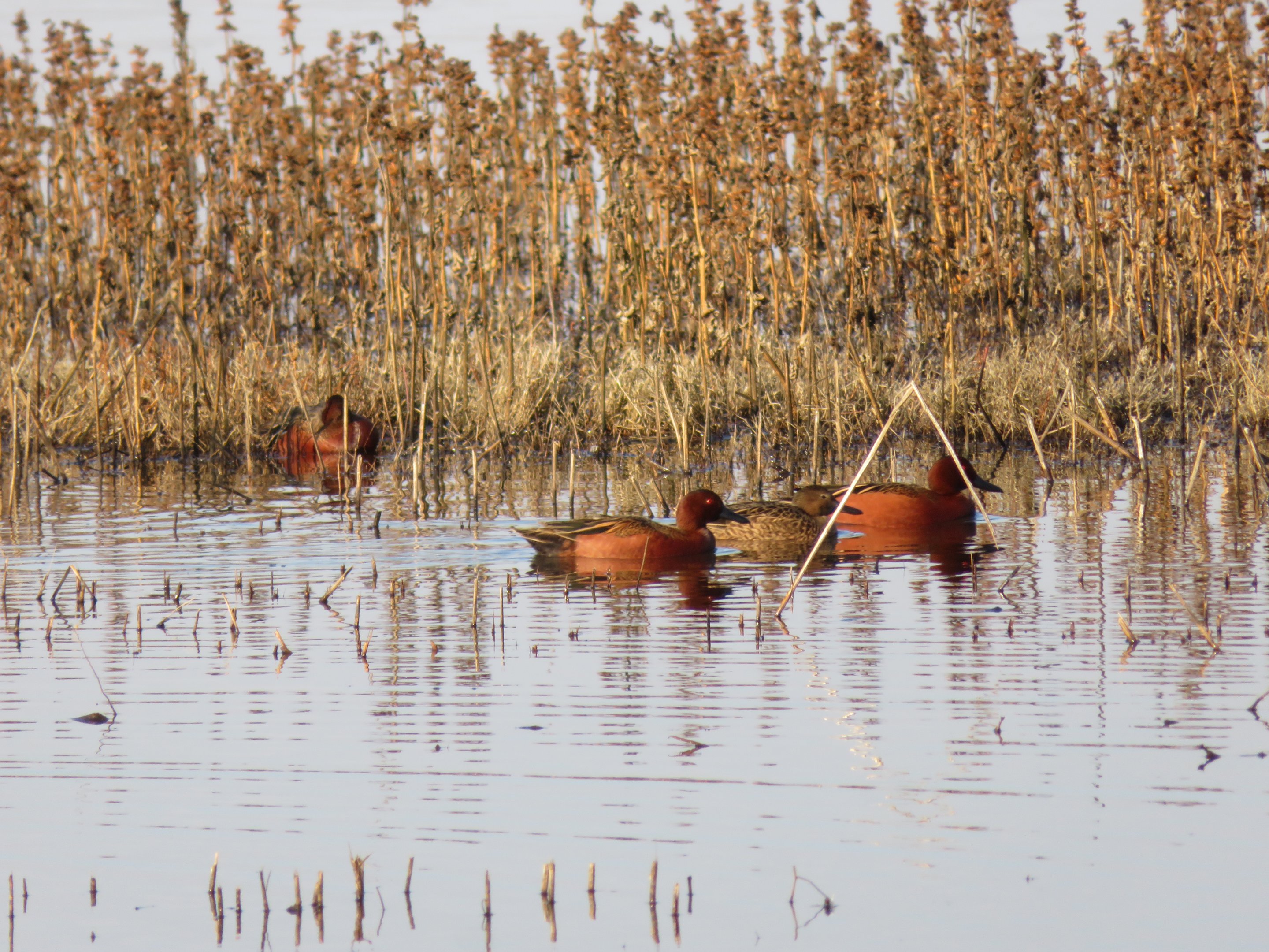 Cinnamon Teal