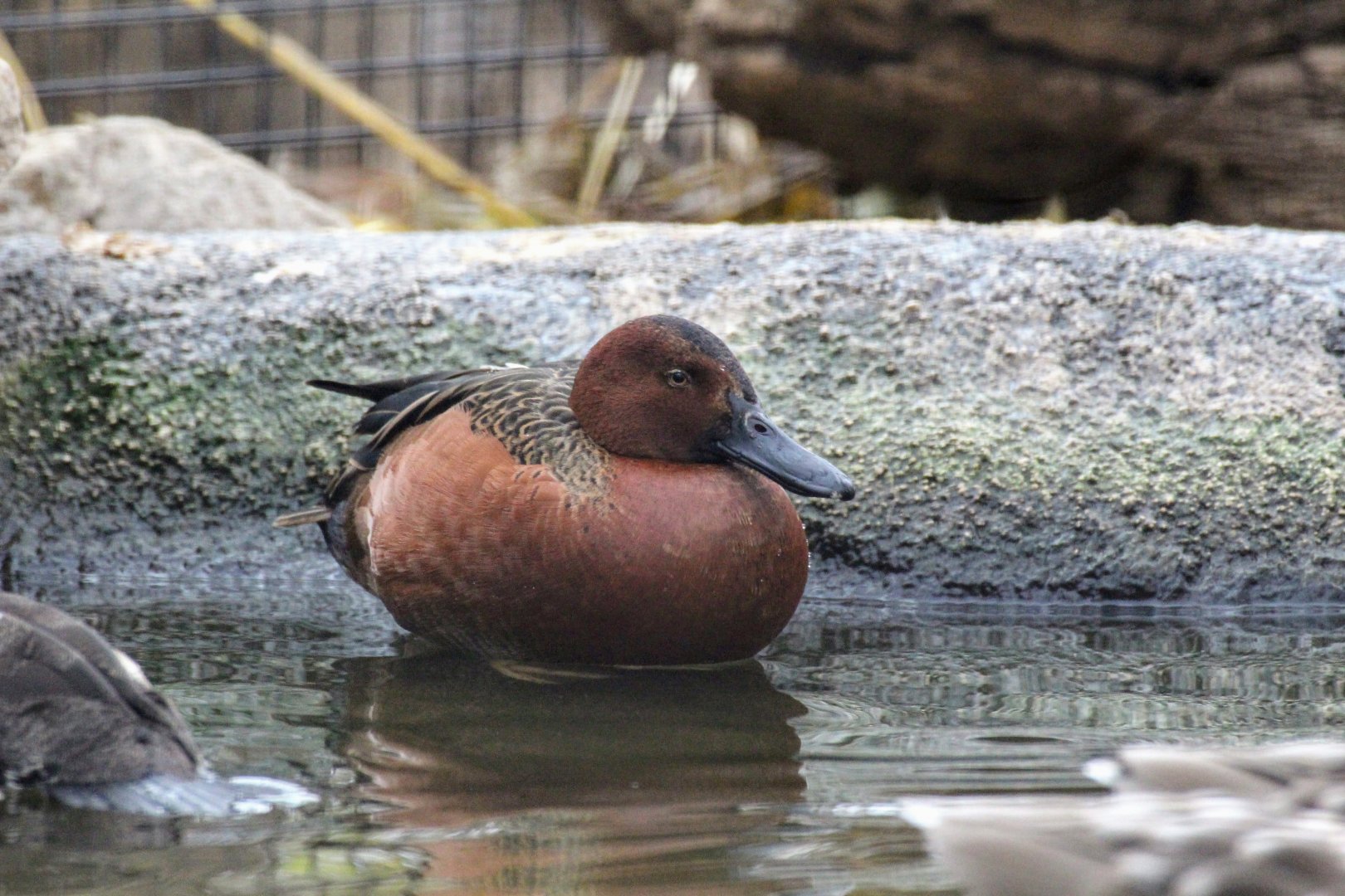 Cinnamon Teal
