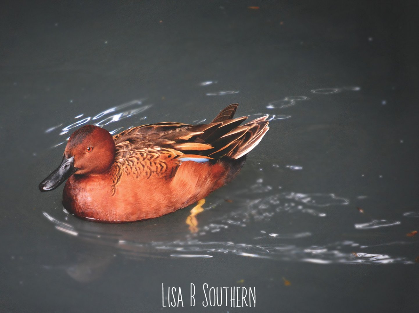 cinnamon teal