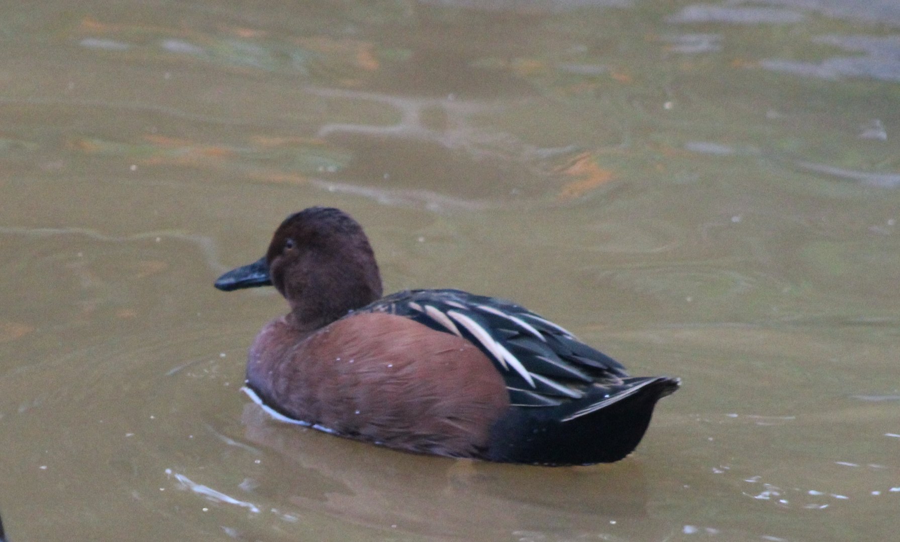 Cinnamon teal