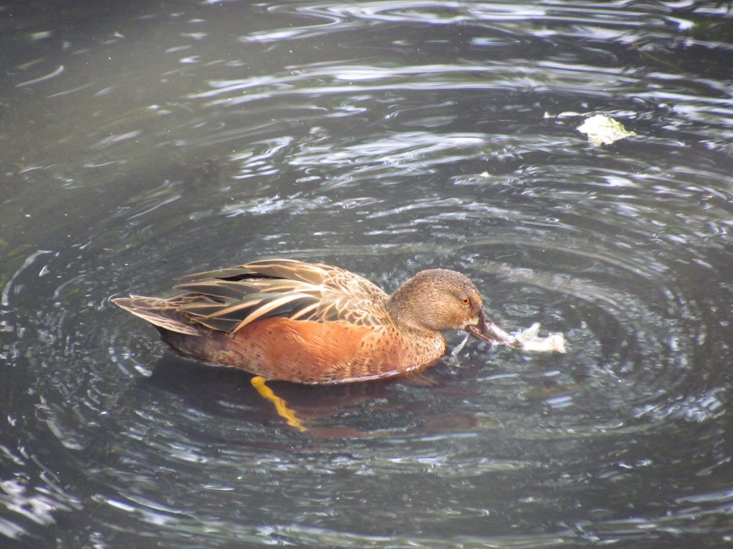 Cinnamon Teal