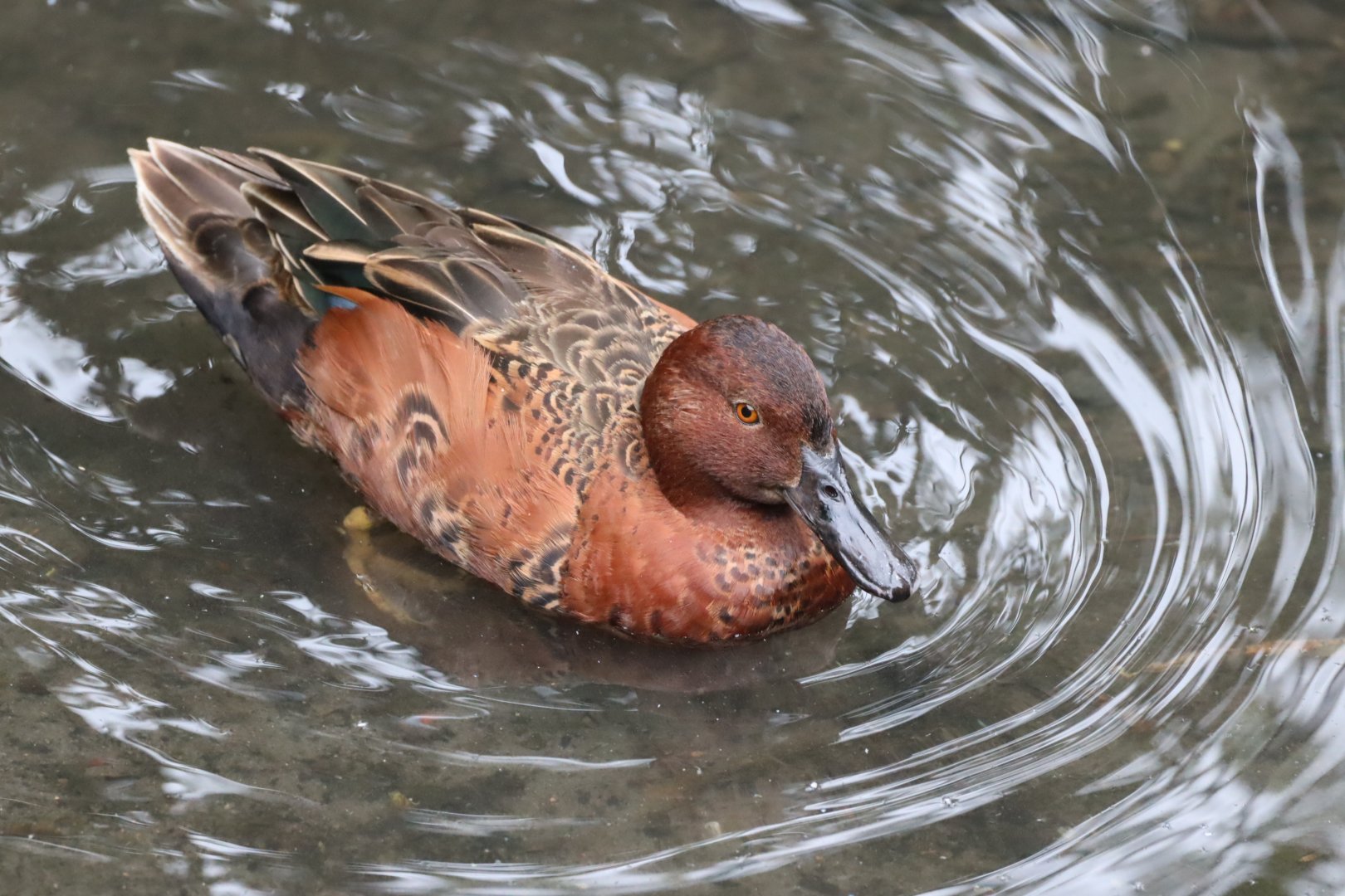 Cinnamon Teal