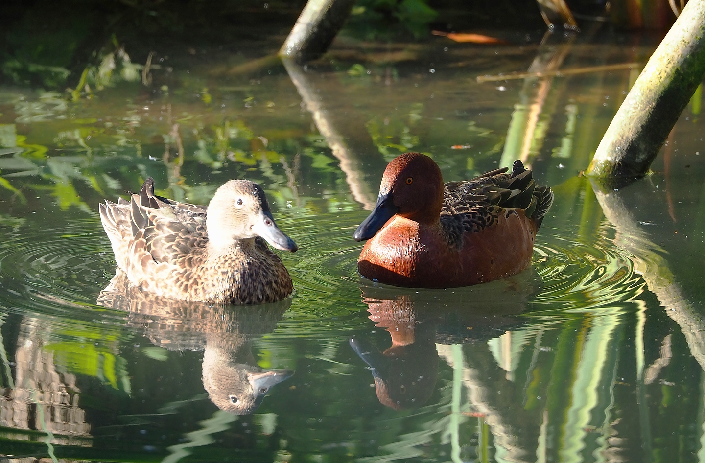 Cinnamon teals (Spatula cyanoptera), 2022-10-09
