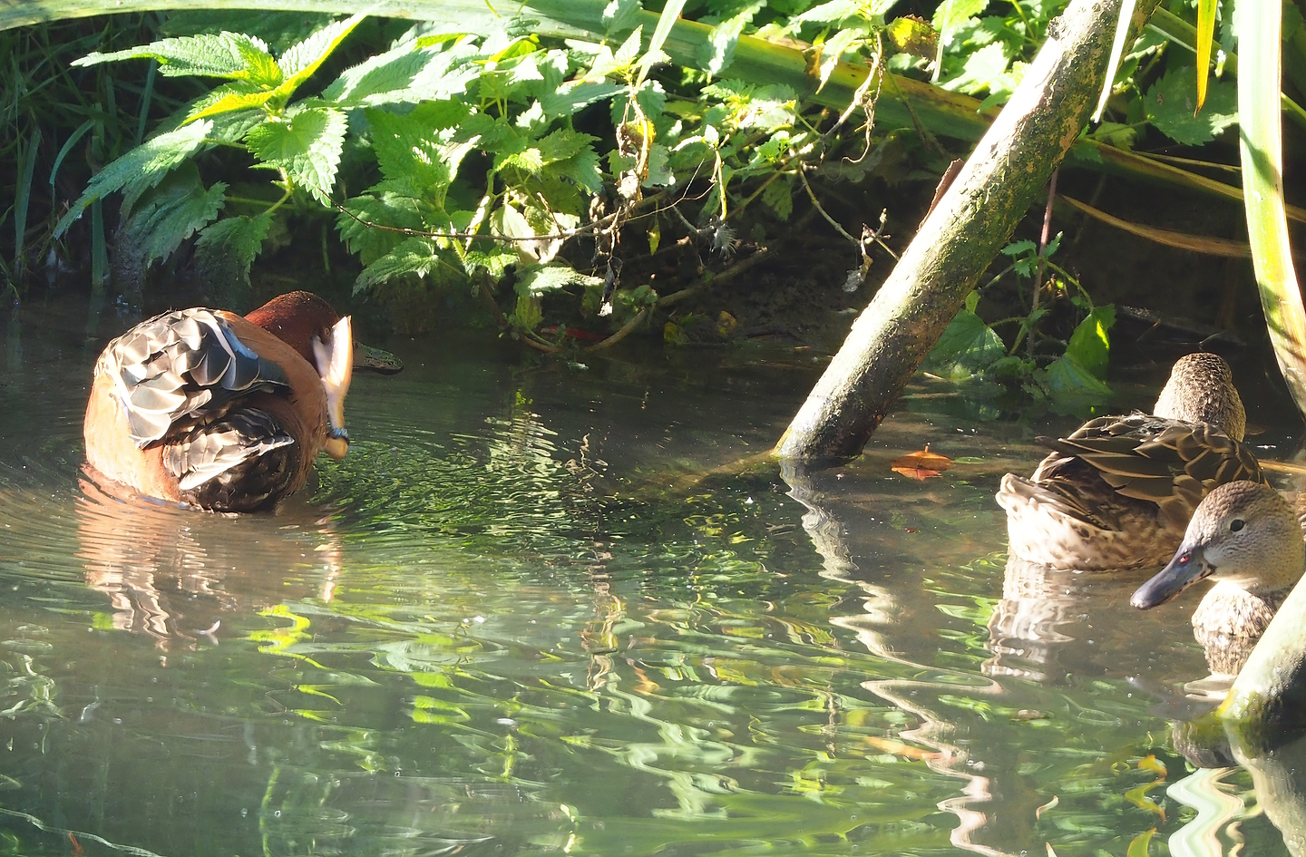 Cinnamon teals (Spatula cyanoptera), 2022-10-09