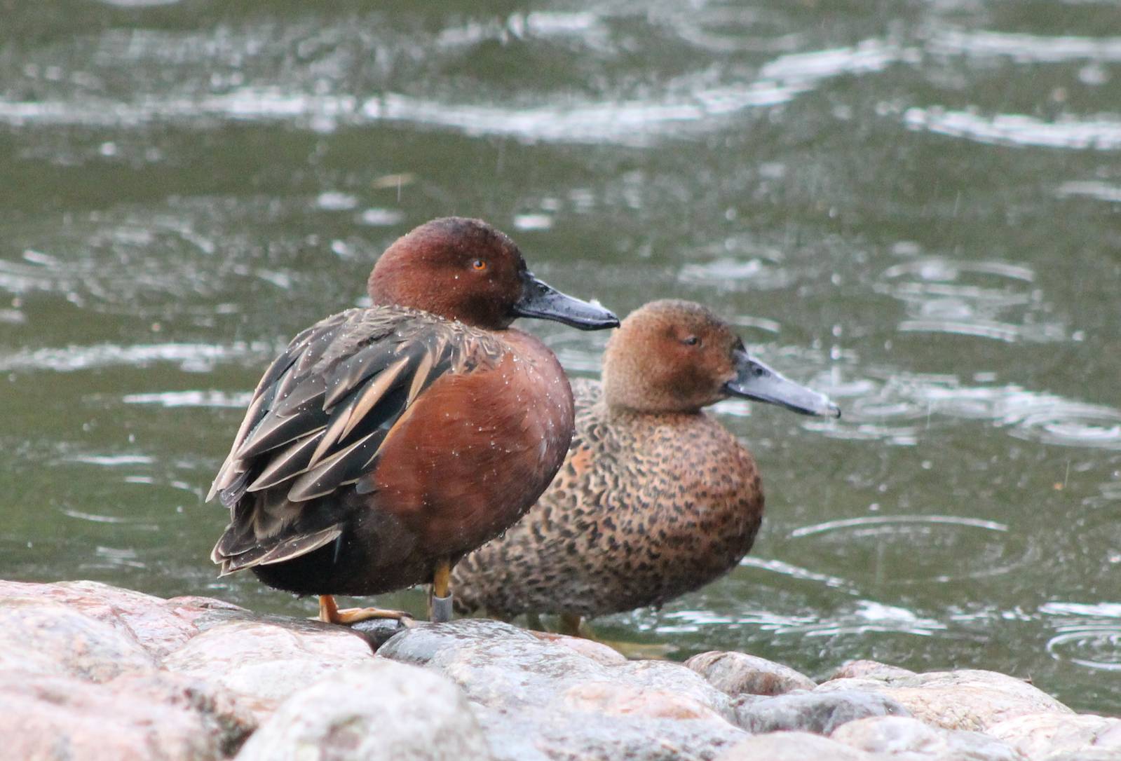 Cinnamon teals
