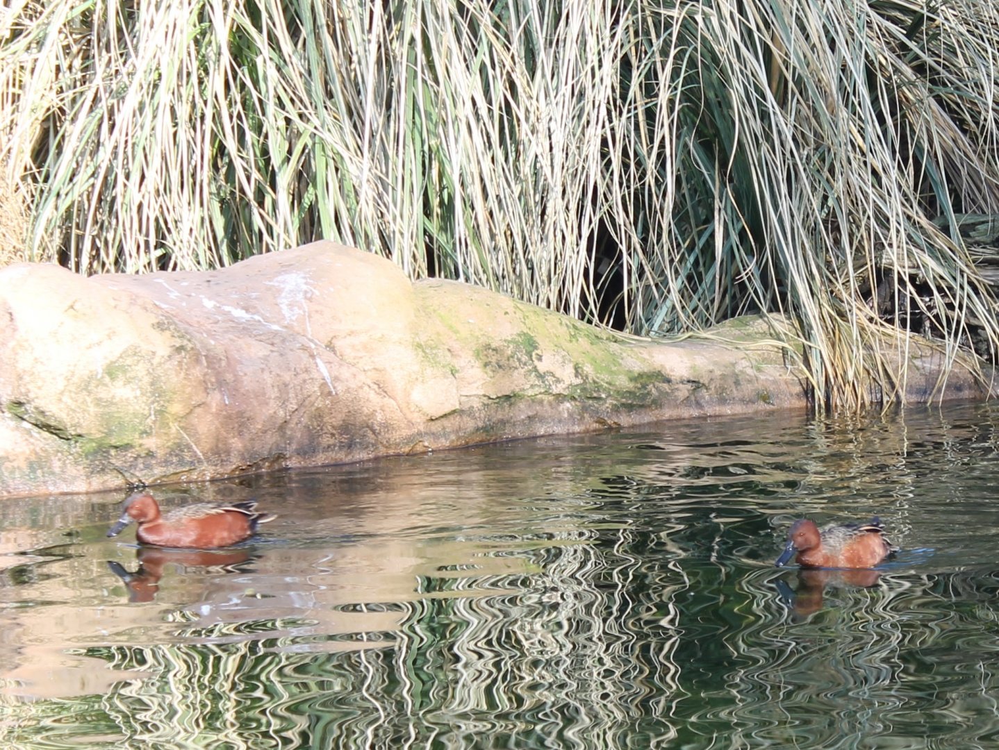 Cinnamon teals