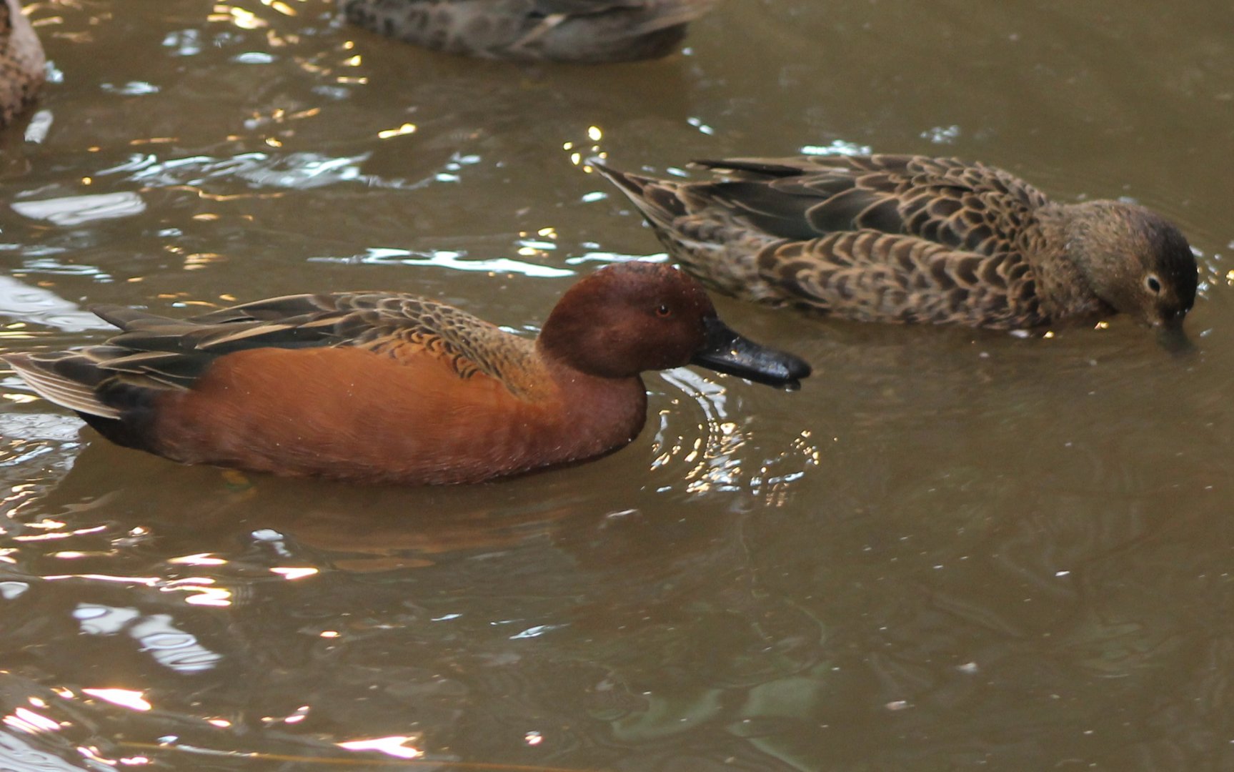 Cinnamon teals