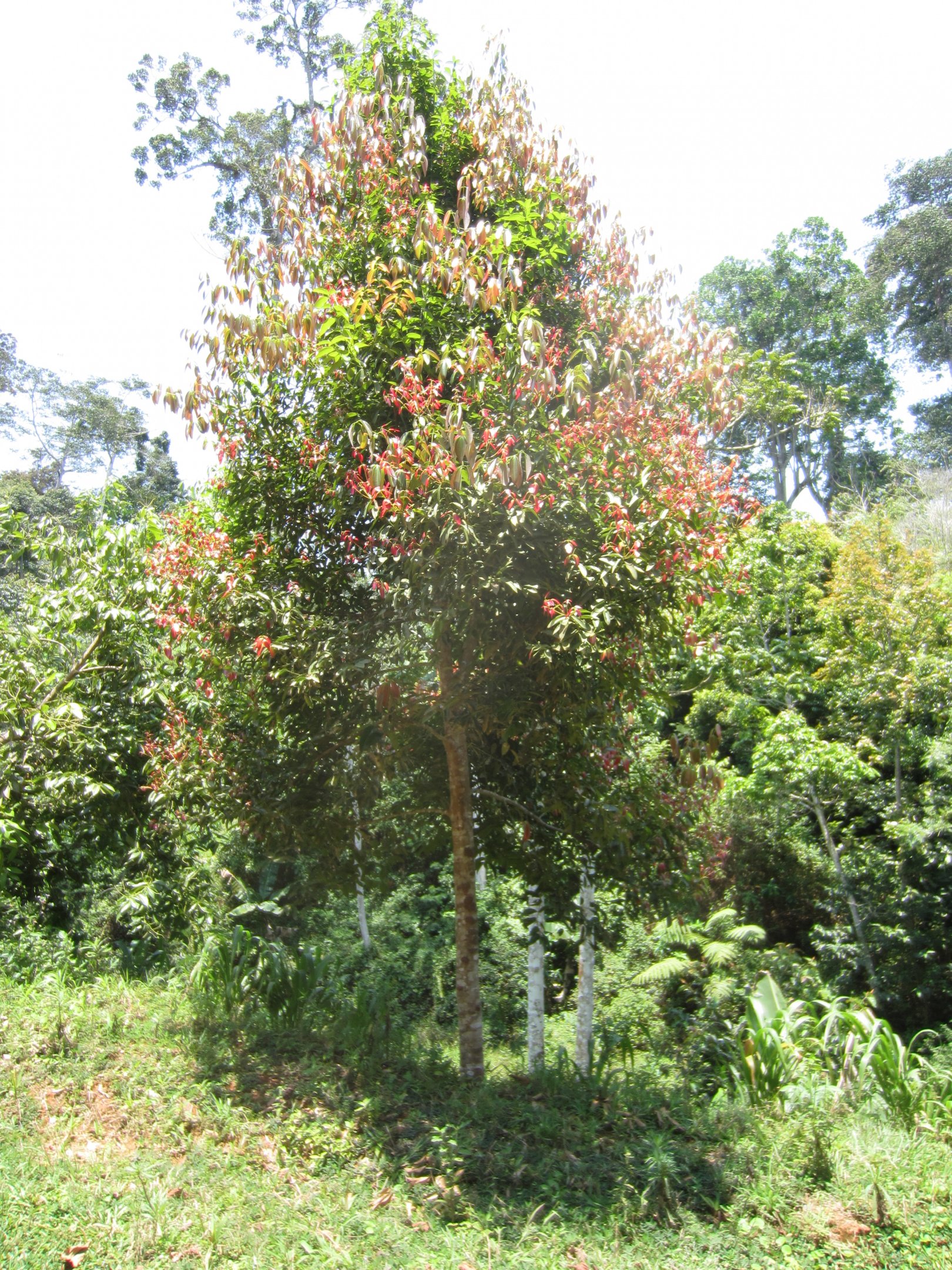 Cinnamon Tree