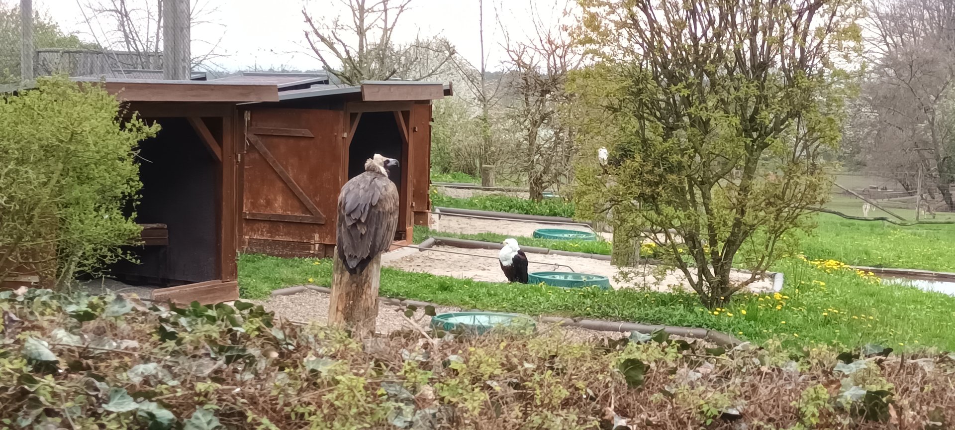 Cinnerous Vulture and African Fish Eagle