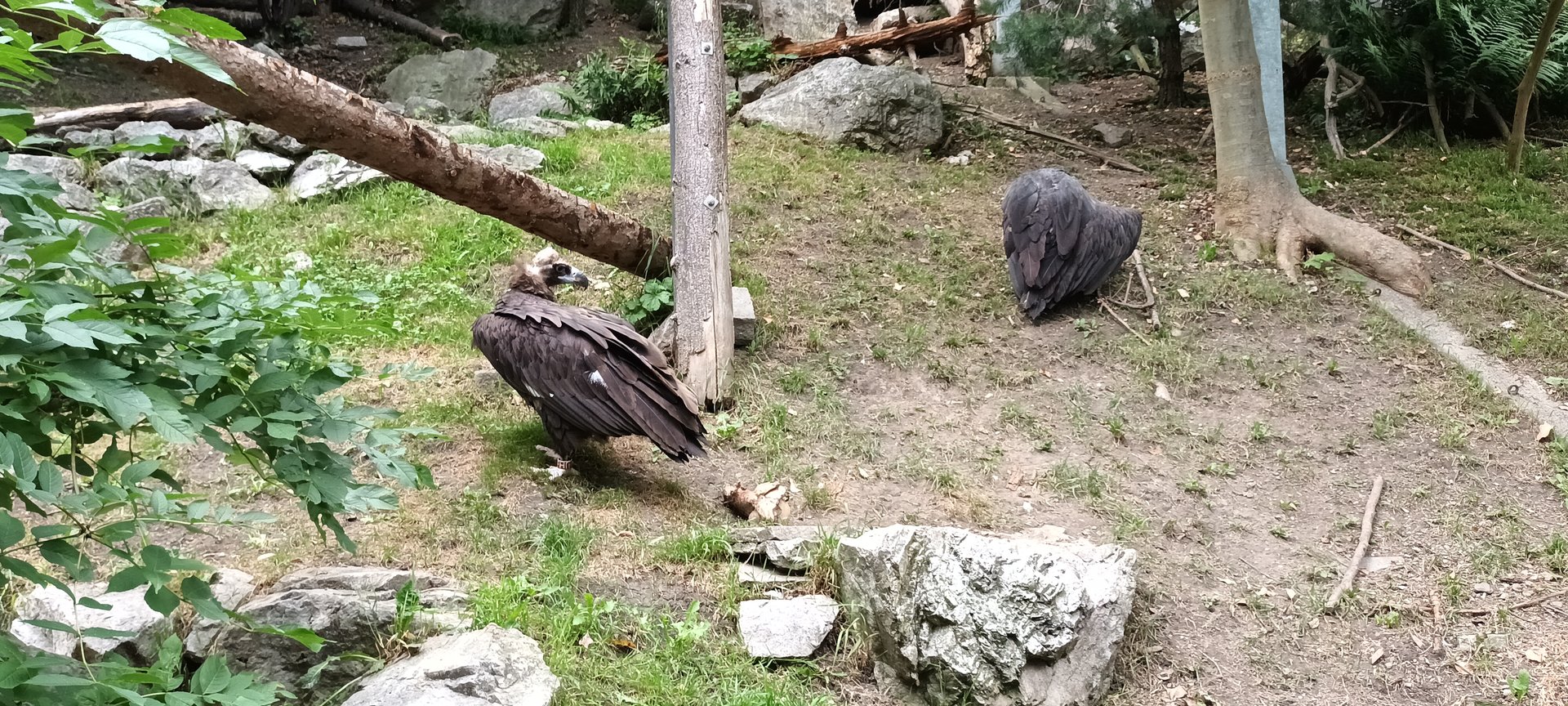 Cinnerous Vultures