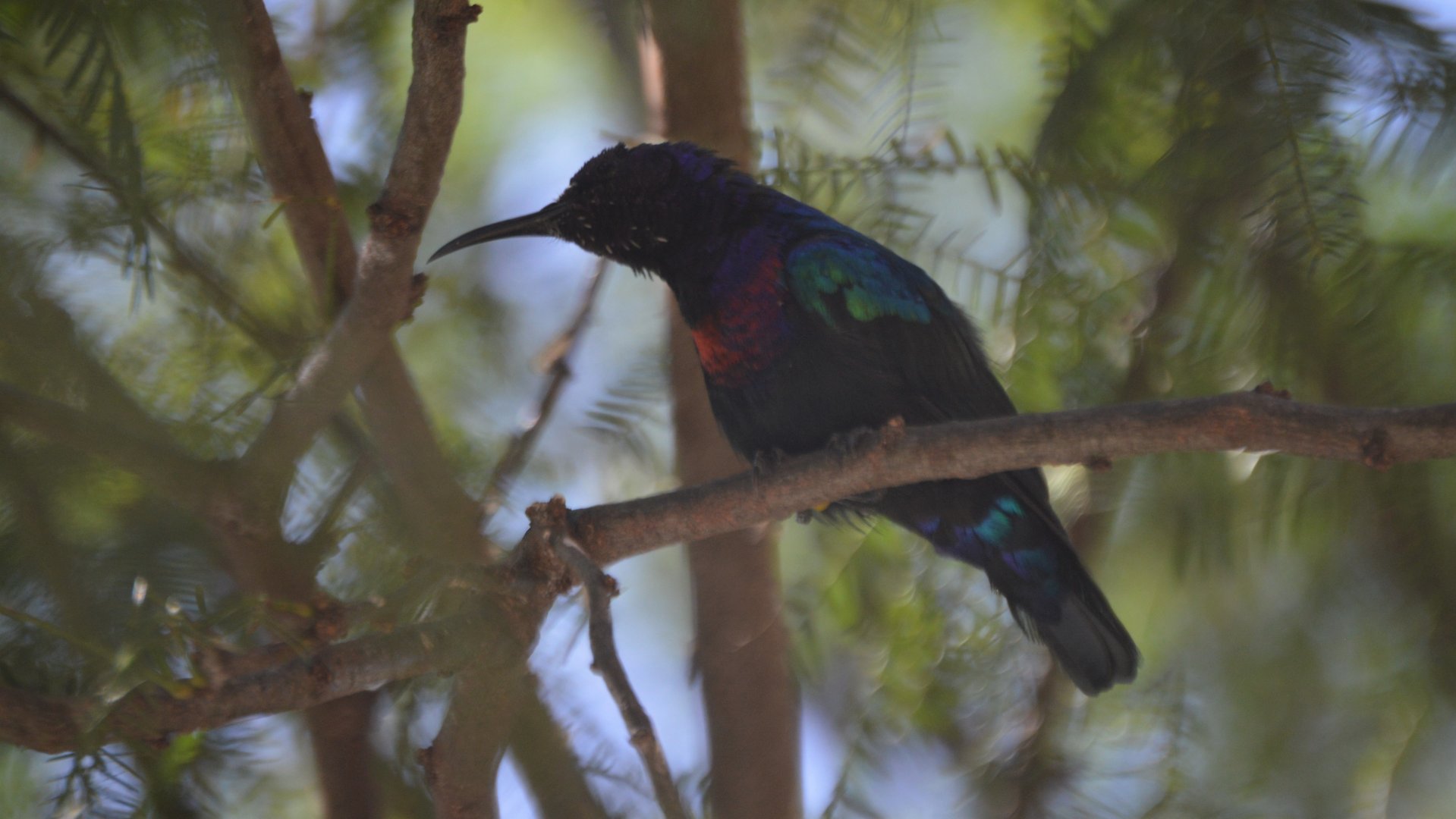 Cinnyris coccinigastrus