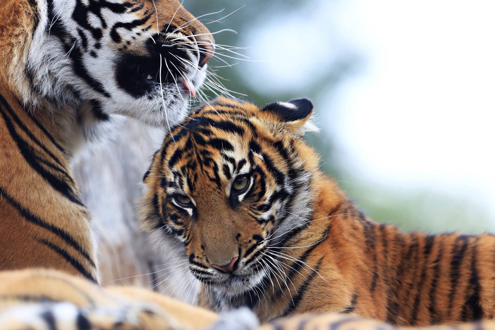 Cinta at five months.