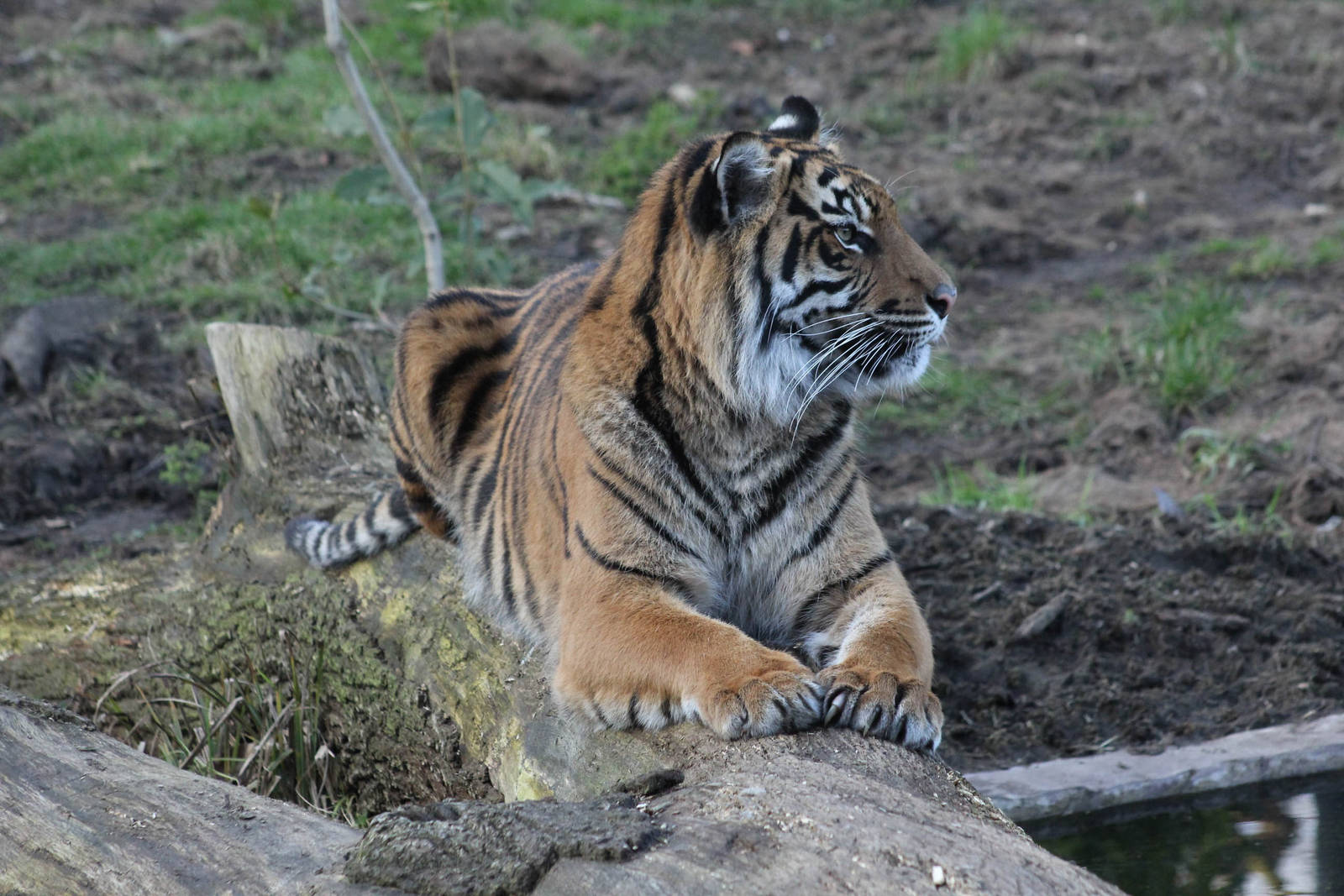 Cinta - Sumatran tiger (Panthera tigris sumatrae)